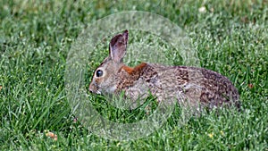 Cute rabbit sitting in grass gazes