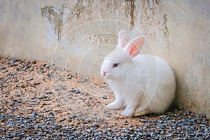 Cute rabbit sitting on the ground