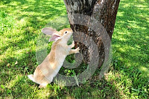 Cute Rabbit Standing on Hind Legs