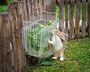 Cute rabbit standing on two legs chews fresh vegetable from fence rack basket feeder, keep their food off ground, prevent waste,