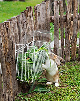 Cute rabbit standing on two legs chews fresh vegetable from fence rack basket feeder, keep their food off ground, prevent waste,