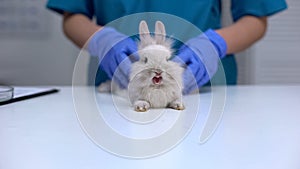 Cute rabbit yawning while vet doing healthcare exam, stroking pet to calm