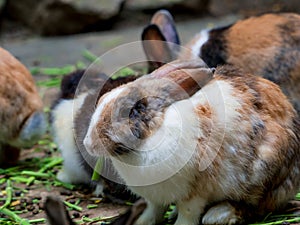 Cute rabbits are fun to eat with care. Rabbit-raising ideas caus.
