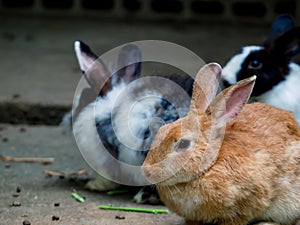 Cute rabbits are fun to eat with care. Rabbit-raising ideas caus.