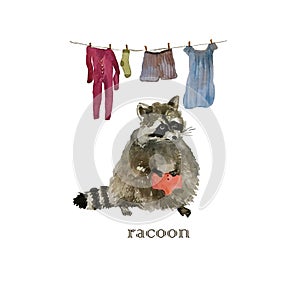 Cute raccoon animal washing cloths. Watercolor.