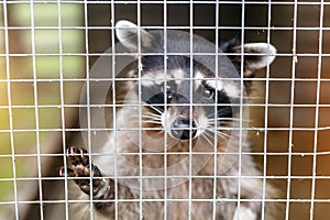 Cute raccoon behind the bars. Sad sight