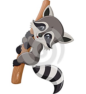 Cute raccoon cartoon