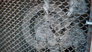 Cute raccoon clings to mesh of cage fence in the zoo. Close-up of the muzzle.