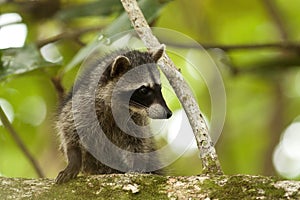 Cute raccoon cub climbing tree in a jungle of Costa Rica