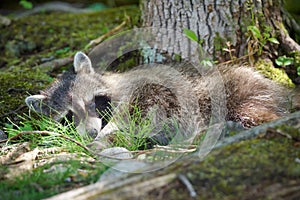 Cute Raccoon napping on ground in mature forest
