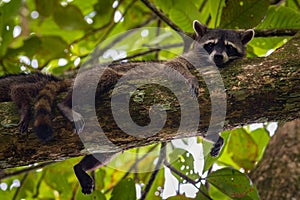 Cute raccoon (Procyon lotor) in Cahuita National Park (Costa Rica)