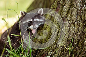 Cute raccoon (Procyon lotor) near a tree in the forest