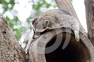 Cute raccoon resting on the top of tree house