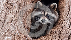 A cute raccoon is sitting on a tree.