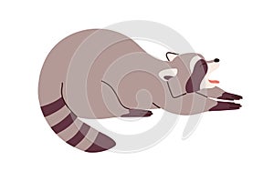 Cute raccoon stretching and yawning in funny pose. Adorable lazy sleepy relaxed racoon. Amusing careless sweet animal