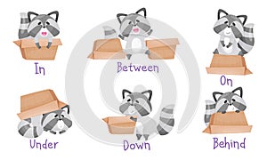 Cute Raccoon with Striped Tail and Carton Box as Prepositions of Place Demonstration Vector Set photo