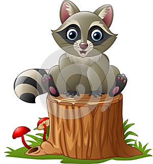 Cute raccoon on the tree log