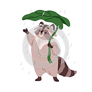 Cute raccoon under leaf umbrella in warm summer rain. Funny animal character enjoying rainy weather with natural shelter