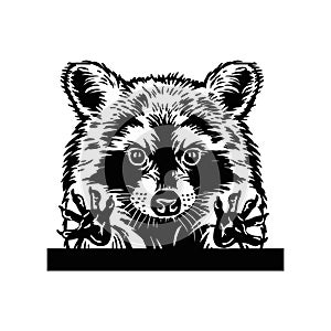 Cute raccoon vector requests cuddle and snuggle Hand drawn in a graphic style. Vintage vector engraving illustration for