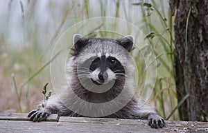 Cute Racoon