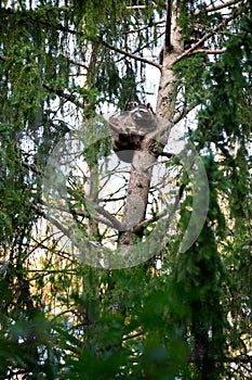 Cute racoon on a branch high on the tree