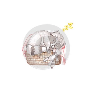 Cute racoon is sleeping in a basket with a watercolor toy on a white background. Baby watercolor illustration.