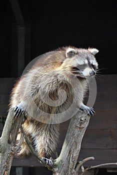 Cute racoon standing funnily between two branches looking around