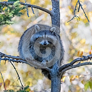A cute racoon on a tree