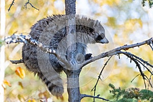 A cute racoon on a tree