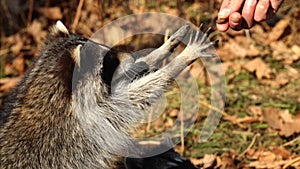 Cute racoons take nuts from zookeeper in Primorsky Safari Park, Russia