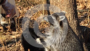Cute racoons take nuts from zookeeper in Primorsky Safari Park, Russia