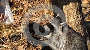 Cute racoons take nuts from zookeeper in Primorsky Safari Park, Russia