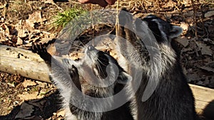 Cute racoons take nuts from zookeeper in Primorsky Safari Park, Russia