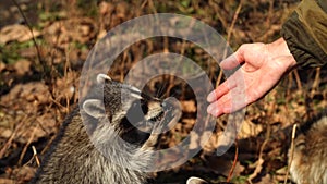 Cute racoons take nuts from zookeeper in Primorsky Safari Park, Russia