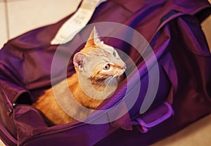 Roztomilý mačka v fialový taška 