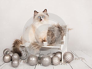 Cute rag doll baby cat on a chair with silver christmas ornaments