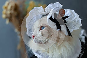 Cute rag doll cat in Apron Dress side face, blue eyes cat