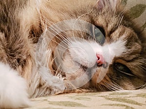 Cute Ragamuffin Cat Resting on a Chair