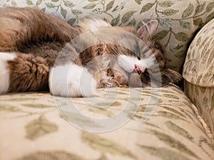 Cute Ragamuffin Cat Resting on a Chair