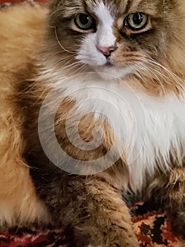 Cute Ragamuffin Cat Resting on a Floor