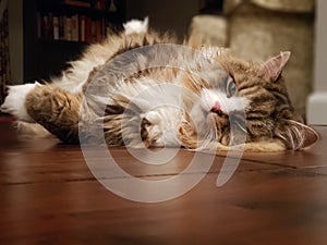 Cute Ragamuffin Cat Resting on a Floor