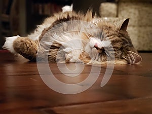 Cute Ragamuffin Cat Resting on a Floor