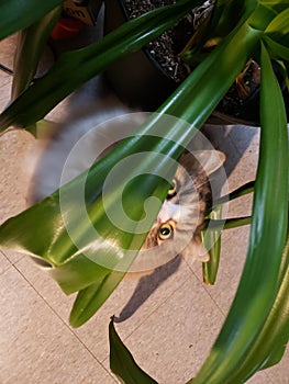 Cute Ragamuffin Cat Underneath a Large House Plant