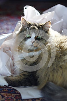 Cute Ragamuffin Purebred Cat Sitting on a pile of crumpled cushioning paper