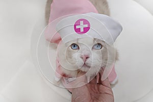 Cute ragdoll blue eyes cat in pink nurse dress sit on white table, a hand touch catâ€˜s chin