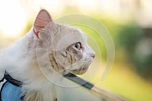 Cute Ragdoll cat lay on glass and relax, blue eye pink nose white cat