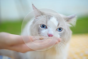 Cute Ragdoll cat lay on glass and relax, blue eye pink nose white cat