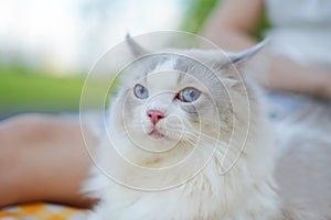 Cute Ragdoll cat lay on glass and relax, blue eye pink nose white cat