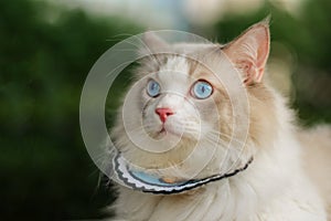 Cute Ragdoll cat open big blue eyes, surprise face