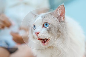 Cute Ragdoll cat open mouth and lick, looks like cat speaking